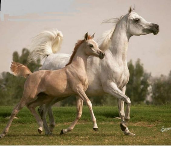 Arab Mare and Foal